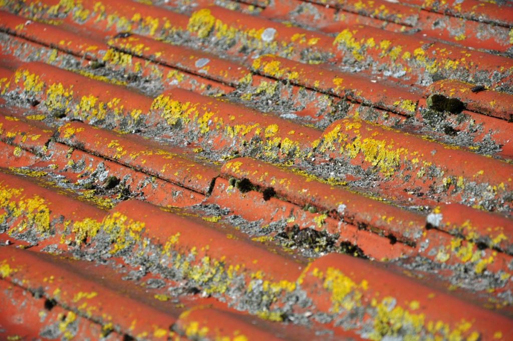 Roof Restoration - Mouldy Roof